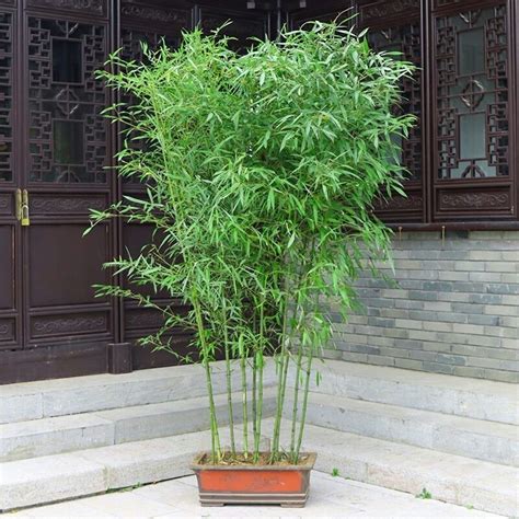 旻峰鷹架 种竹子盆栽